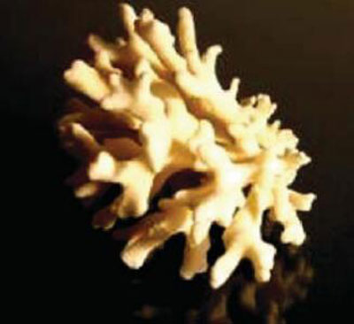 aplicaciones-estudio-de-corales-muestra.jpg