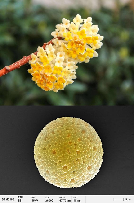 aplicaciones-polen-micromorfología-paperbush