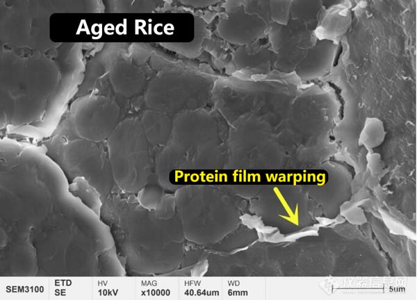 Figura 3 Morfología de la microestructura de la película proteica en la superficie del arroz nuevo y del arroz envejecido.