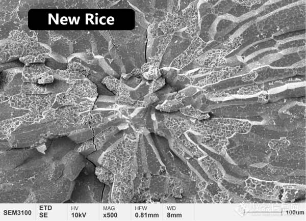 Figura 2 Morfología de la microestructura del endospermo central de arroz nuevo y arroz envejecido.