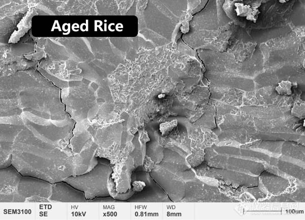Figura 2 Morfología de la microestructura del endospermo central de arroz nuevo y arroz envejecido.