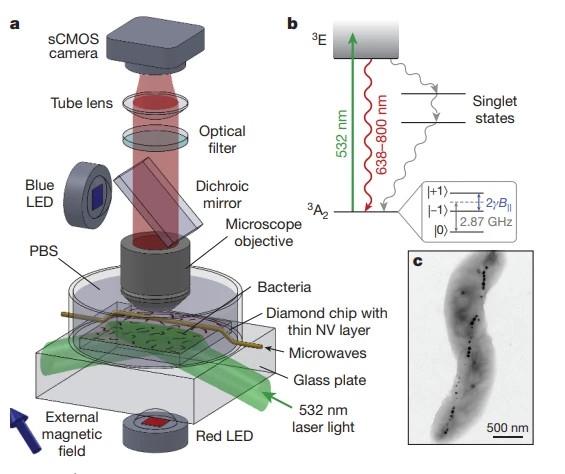 aplicaciones-nvcenter-investigación celular-bacterias-magnetotrópicas