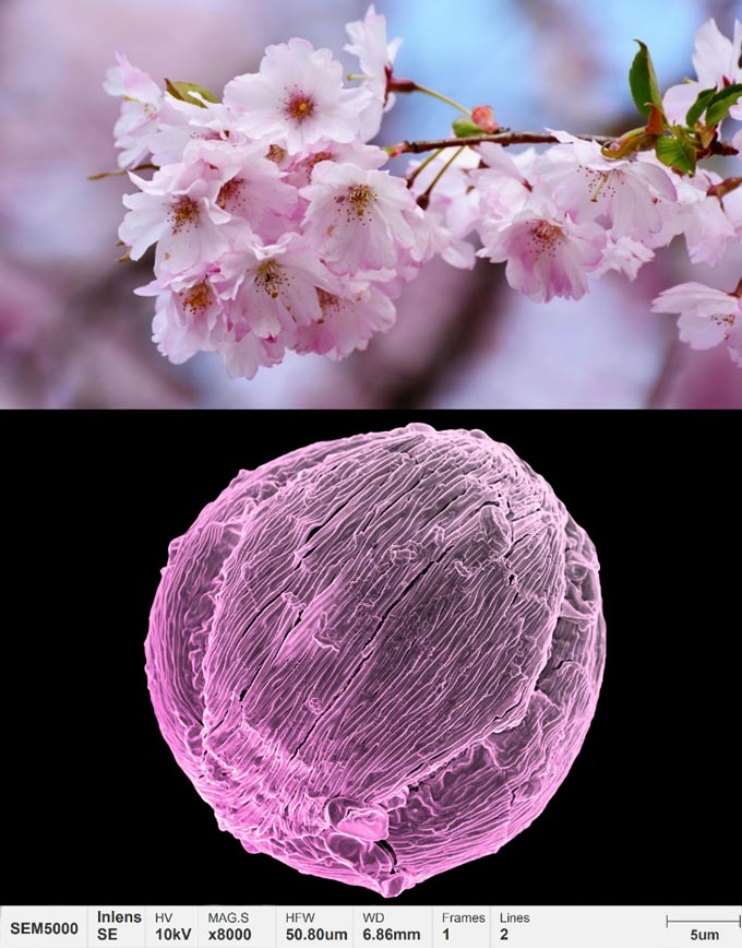 aplicaciones-polen-micromorfología-flor-de-cerezo