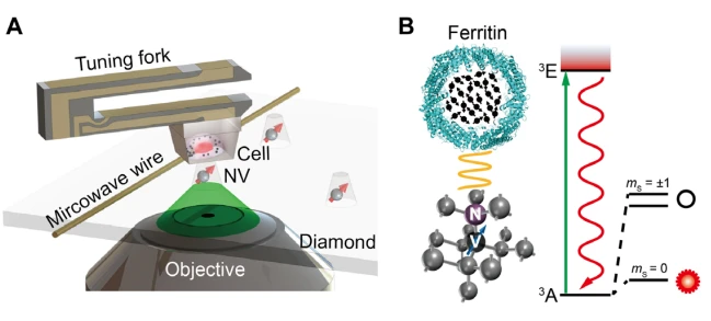 aplicaciones-nvcenter-cell research-ferritina-cell