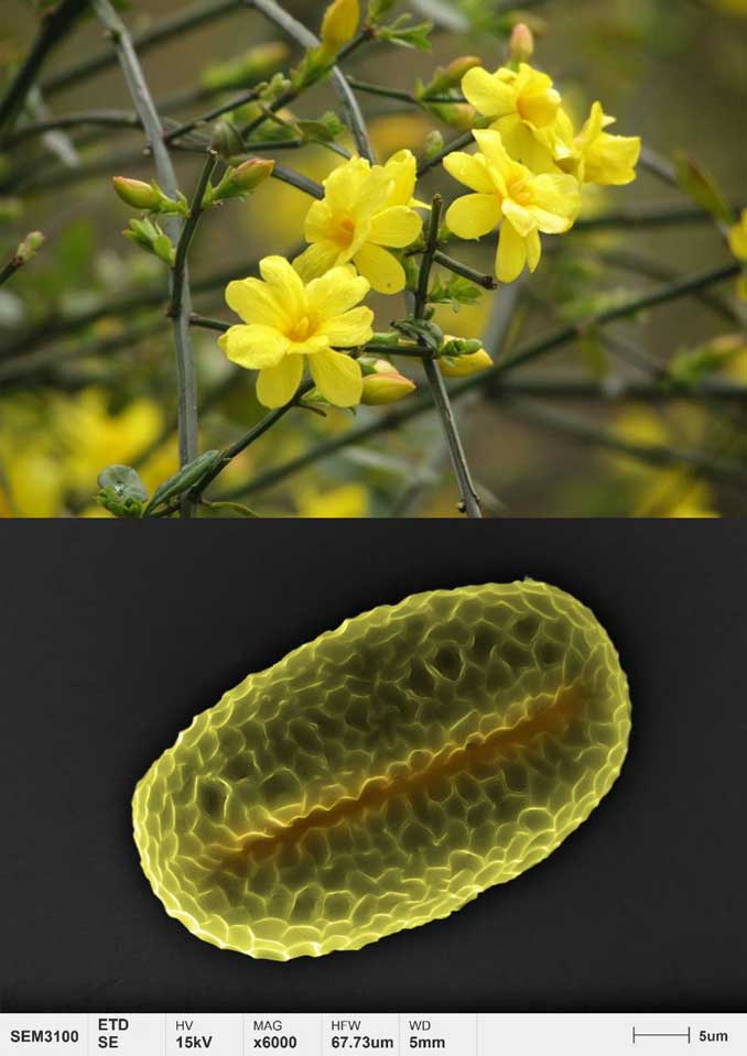 aplicaciones-polen-micromorfología-jazmín-de-invierno