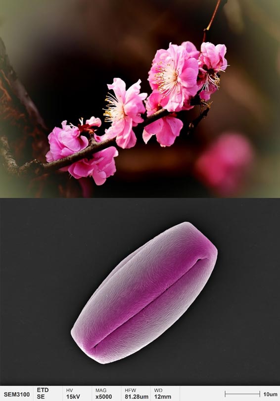 aplicaciones-polen-micromorfología-flor-de-ciruelo