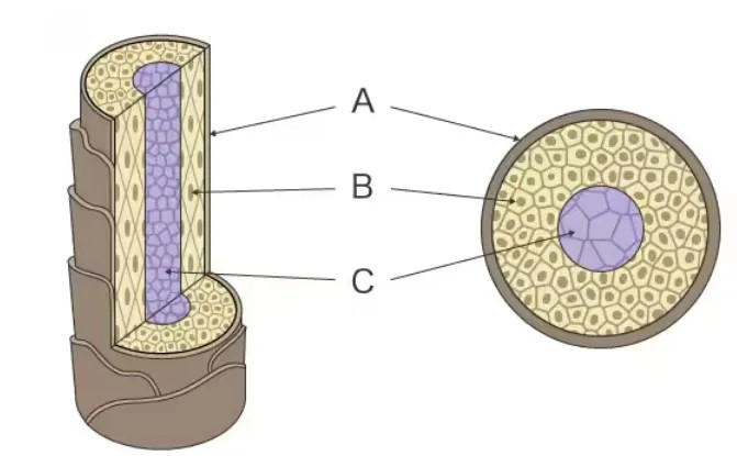 Microscopio electrónico de barrido con filamento de tungsteno CIQTEK