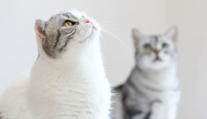 Utilice un microscopio electrónico de barrido (SEM) para observar el pelo de gato