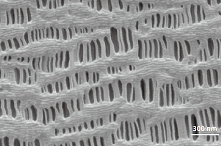 In-lens Electron Detector image at 200 V low excitation voltage