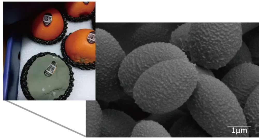 Cryo-prepared yogurt sample clearly reveals protein networks and fungal hyphae.