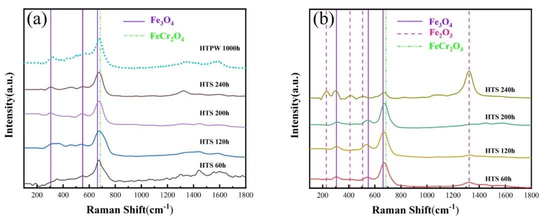 Figure 3. Raman spectra of oxide films on CLF-1 under HTS and HTPW: (a) polished; (b) rough.