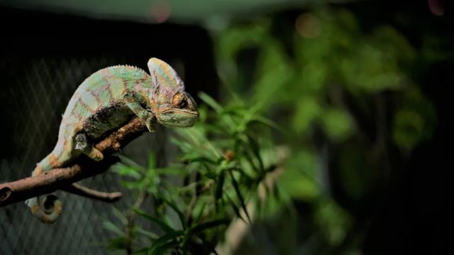 La ciencia detrás del cambio de color en los lagartos: conocimientos del microscopio electrónico de barrido de emisiones de campo CIQTEK