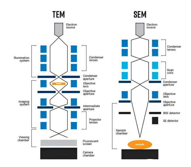 Las diferencias entre el microscopio electrónico de barrido (SEM) y el microscopio electrónico de transmisión (TEM)